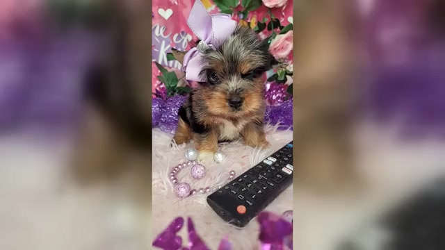 Video preview image #1 Yorkshire Terrier Puppy For Sale in HARKER HEIGHTS, TX, USA