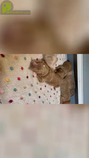 Video preview image #1  Breeder Profile in ELBERT, CO, USA