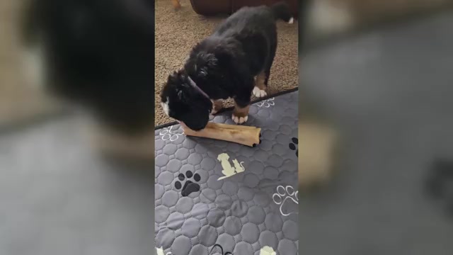 Video preview image #12 Bernese Mountain Dog Puppy For Sale in SALMON, ID, USA
