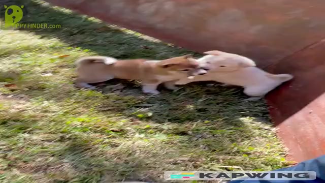 Video preview image #6 Shiba Inu Puppy For Sale in NEW ATHENS, IL, USA