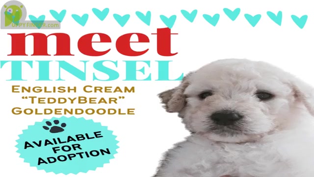 Video preview image #8  Breeder Profile in BROOMFIELD, CO, USA