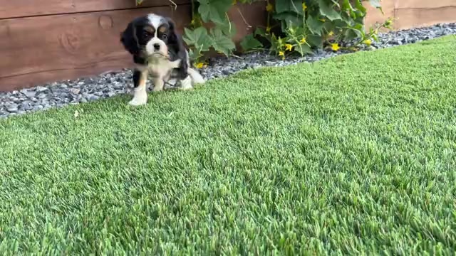 Video preview image #14 Cavalier King Charles Spaniel Puppy For Sale in SANTA ROSA, CA, USA