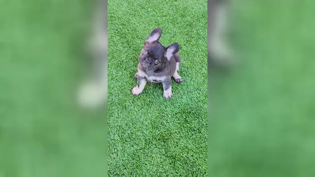 Video preview image #4 French Bulldog Puppy For Sale in LAS VEGAS, NV, USA