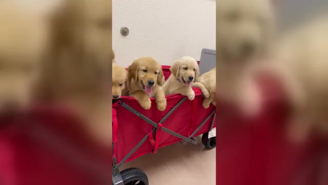 Video preview image #6 Golden Retriever Puppy For Sale in PALMETTO, FL, USA