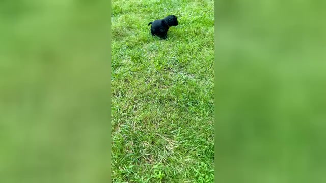 Video preview image #6 Aussiedoodle-Labradoodle Mix Puppy For Sale in BRYANTOWN, MD, USA