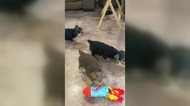 Video preview image #1 Yorkshire Terrier Puppy For Sale in CASSVILLE, MO, USA