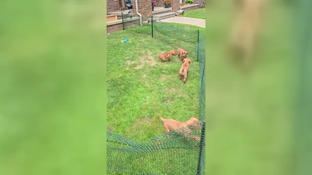 Video preview image #2 Vizsla Puppy For Sale in PINCKNEY, MI, USA
