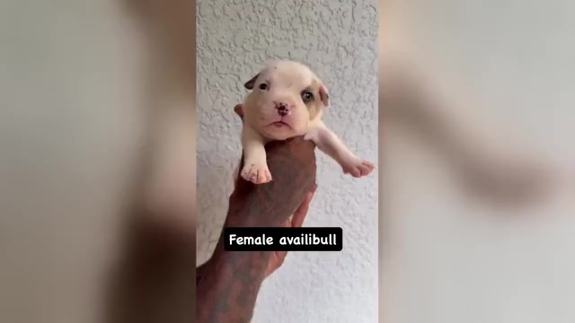 Video preview image #1 American Bully Puppy For Sale in CRAWFORDVILLE, FL, USA