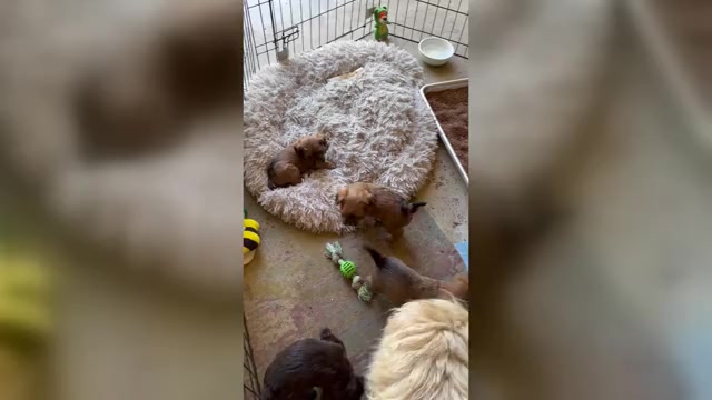 Video preview image #4 Poocan Puppy For Sale in FAIR OAKS, CA, USA