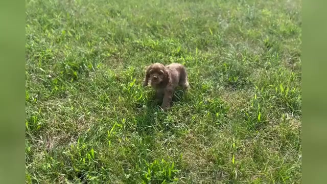 Video preview image #1 Cocker Spaniel Puppy For Sale in WARSAW, IN, USA