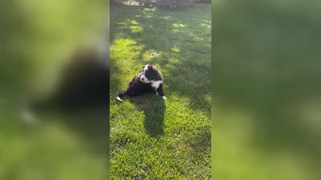 Video preview image #1 Bernedoodle Puppy For Sale in POPLAR, WI, USA