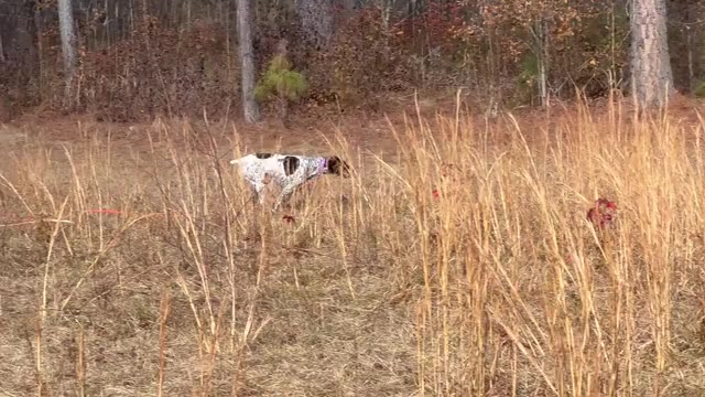 Video preview image #4  Breeder Profile in LEXINGTON, SC, USA