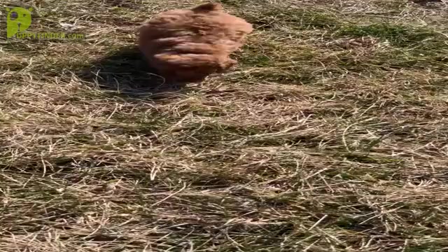 Video preview image #10 Poodle (Toy) Puppy For Sale in WARSAW, IN, USA