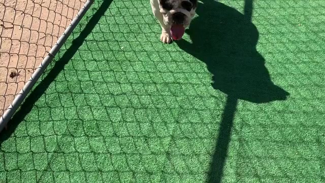 Video preview image #1 English Bulldog Puppy For Sale in VICTORVILLE, CA, USA