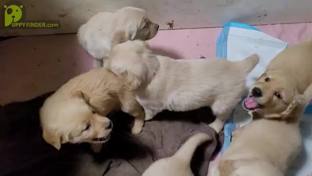Video preview image #1 Golden Retriever Puppy For Sale in RIVERBANK, CA, USA