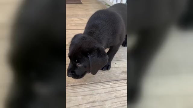 Video preview image #2 Labrador Retriever Puppy For Sale in SPOTSYLVANIA, VA, USA