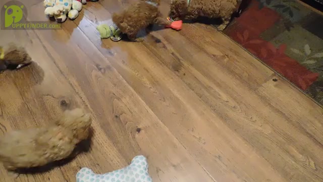 Video preview image #2 Poodle (Toy) Puppy For Sale in WARRENSBURG, MO, USA