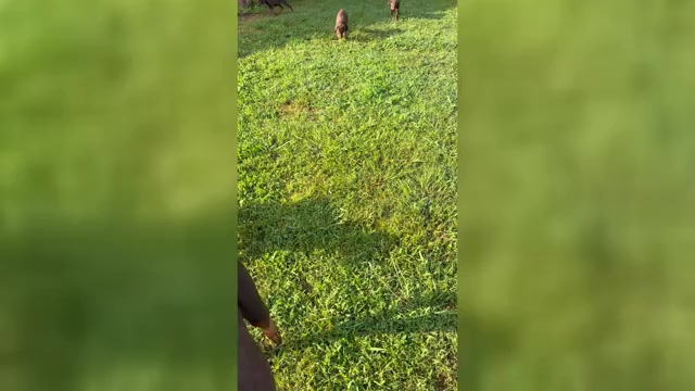 Video preview image #2 Doberman Pinscher Puppy For Sale in HARTSELLE, AL, USA