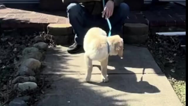 Video preview image #2 Goldendoodle Puppy For Sale in ORANGE, CT, USA