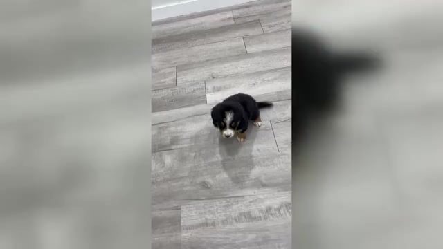 Video preview image #1 Bernese Mountain Dog Puppy For Sale in DUNDEE, OH, USA