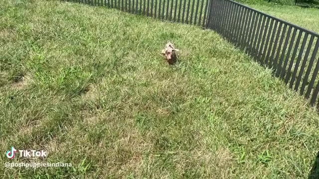 Video preview image #1 Dachshund Puppy For Sale in WARSAW, IN, USA