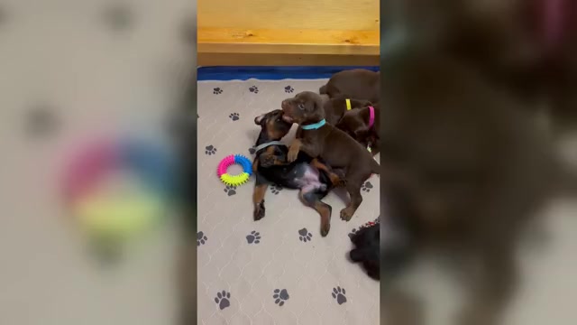Video preview image #3 Doberman Pinscher Puppy For Sale in MACOMB TOWNSHIP, MI, USA