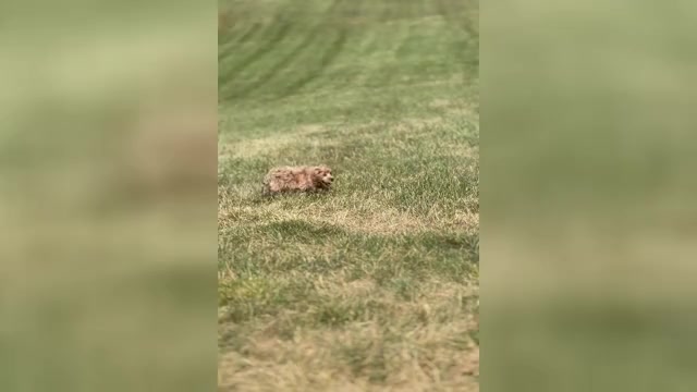 Video preview image #1 Maltipoo Puppy For Sale in WARSAW, IN, USA