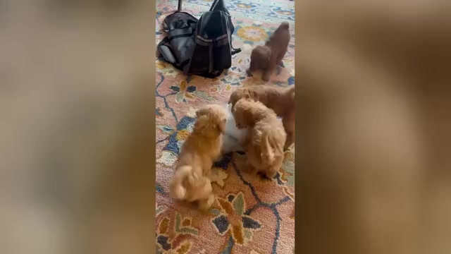 Video preview image #2 Poodle (Miniature) Puppy For Sale in SOUTHAMPTON, PA, USA