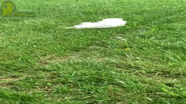 Video preview image #3 Pomeranian Puppy For Sale in WARSAW, IN, USA