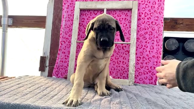 Video preview image #9 Mastiff Puppy For Sale in WAKARUSA, IN, USA