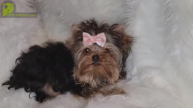 Video preview image #1 Yorkshire Terrier Puppy For Sale in PFLUGERVILLE, TX, USA