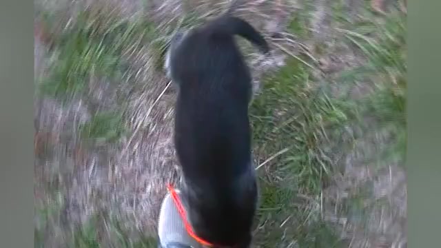 Video preview image #1 German Shepherd Dog Puppy For Sale in PIEDMONT, MO, USA