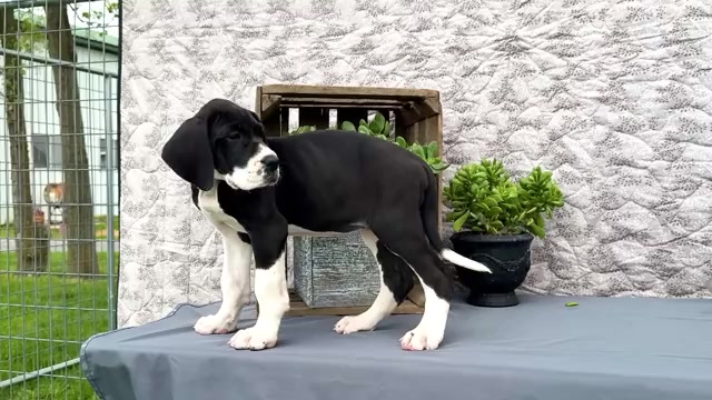 Video preview image #3 Great Dane Puppy For Sale in WAKARUSA, IN, USA