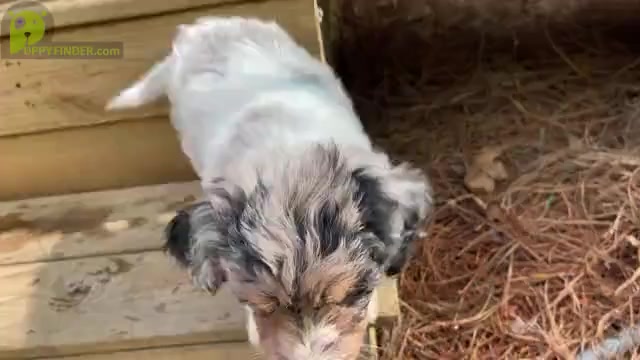 Video preview image #4 Aussiedoodle Puppy For Sale in CHAPEL HILL, NC, USA