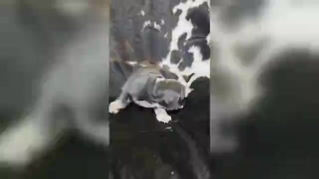 Video preview image #1 English Bulldog Puppy For Sale in ARGYLE, TX, USA