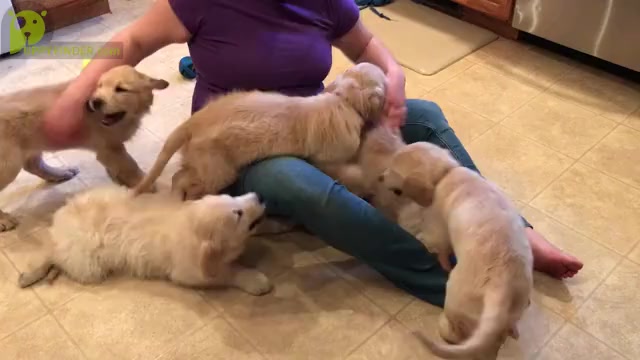 Video preview image #4 Golden Retriever Puppy For Sale in WEBSTER CITY, IA, USA