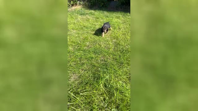 Video preview image #1 Bloodhound Puppy For Sale in FORT MORGAN, CO, USA