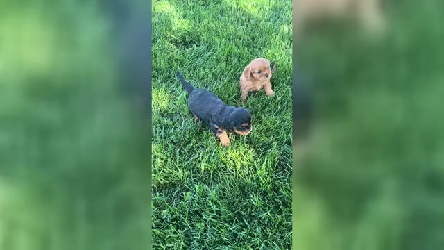 Video preview image #1 Cavalier King Charles Spaniel Puppy For Sale in NILES, MI, USA