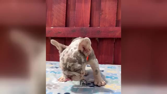 Video preview image #1 French Bulldog Puppy For Sale in SACRAMENTO, CA, USA