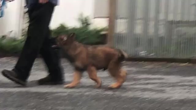 Video preview image #1 German Shepherd Dog Puppy For Sale in NEWVILLE, PA, USA