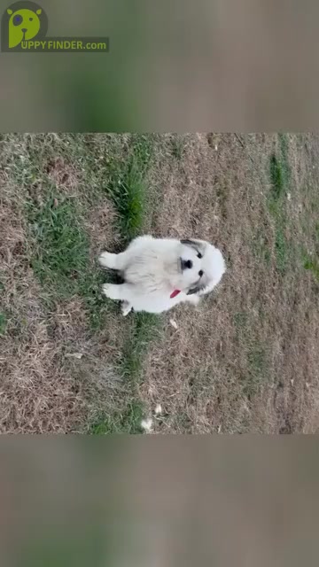 Video preview image #1 Great Pyrenees Puppy For Sale in RUTHER GLEN, VA, USA