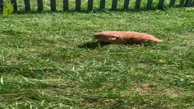 Video preview image #13 Poodle (Toy) Puppy For Sale in WARSAW, IN, USA