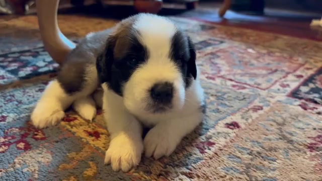 Video preview image #2 Saint Bernard Puppy For Sale in FAIRMONT, WV, USA