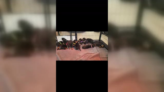 Video preview image #1 Rottweiler Puppy For Sale in BRIGHTON, CO, USA