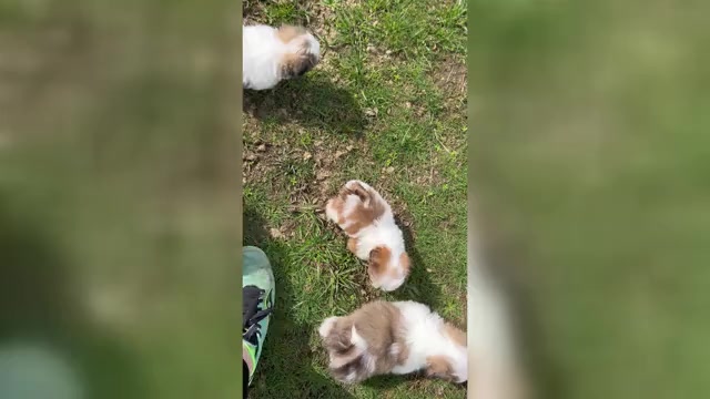 Video preview image #1 Shih Tzu Puppy For Sale in VENETA, OR, USA
