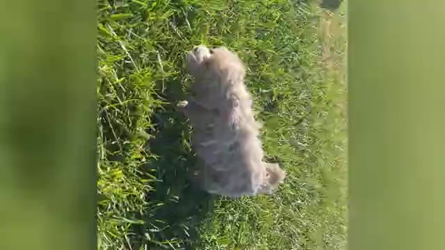 Video preview image #1 Maltipoo Puppy For Sale in WARSAW, IN, USA