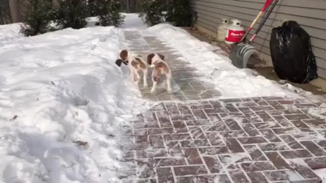 Video preview image #1 Brittany Puppy For Sale in WESTON, WI, USA