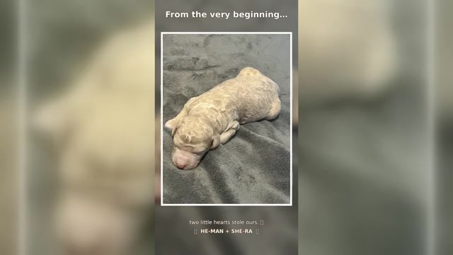 Video preview image #1 Aussiedoodle Miniature -Poodle (Standard) Mix Puppy For Sale in COLLINSVILLE, MS, USA