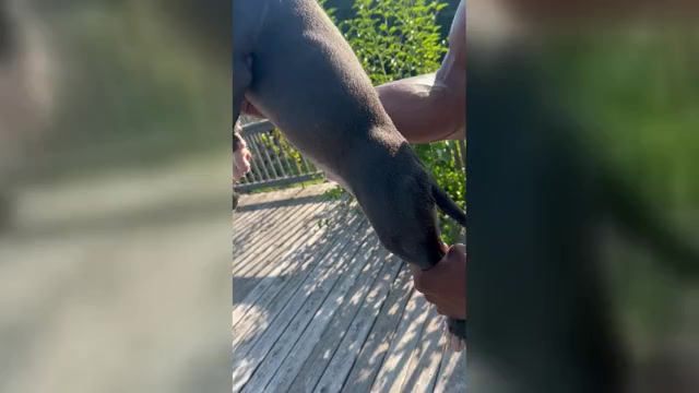 Video preview image #3 American Bully Puppy For Sale in RICHMOND, VA, USA