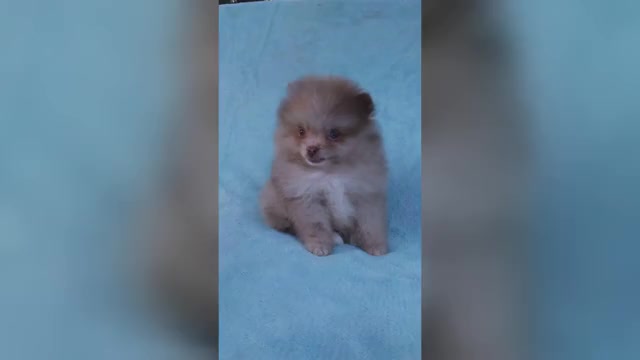 Video preview image #1 Pomeranian Puppy For Sale in WEST PALM BEACH, FL, USA